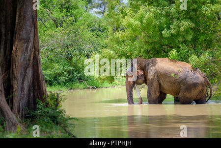 Wild Indian elephant washing itself in Udawalawe national park, Sri Lanka. Wild elephant walking and eating grass and trees in Sri Lanka. Stock Photo