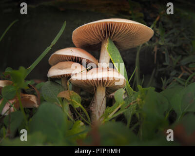 Agaricus Campestris mushrooms in the woods Stock Photo