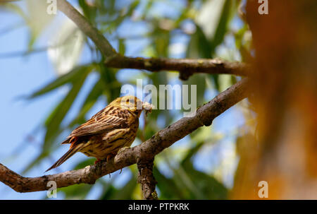 European serin (Serinus serinus) on branch holding food, Podlasie Region, Poland, Europe Stock Photo