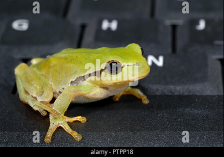 Small green tree frog sitting on black computer keyboard Stock Photo