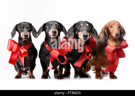 Studio shot of four adorable Dachshund with red bows - isolated on white. Stock Photo