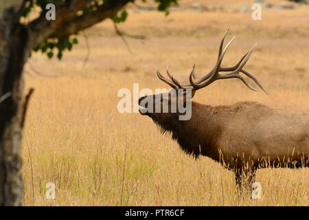 Bull elk bugling during fall mating season in the Rocky Mountains Stock Photo