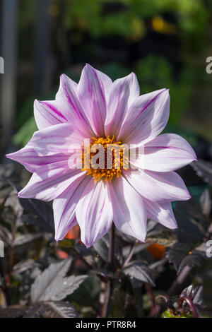 Single flower on Dahlia Bishop of Leicester in an English garden in autumn UK Stock Photo