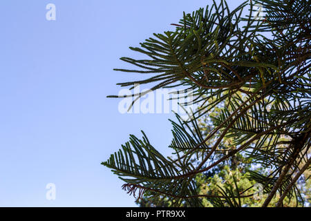 Araucaria against blue sky Stock Photo