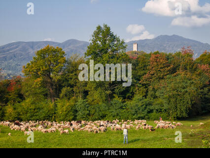 shepherd observes his flock of sheep while feeding on a beautiful autumn day Stock Photo