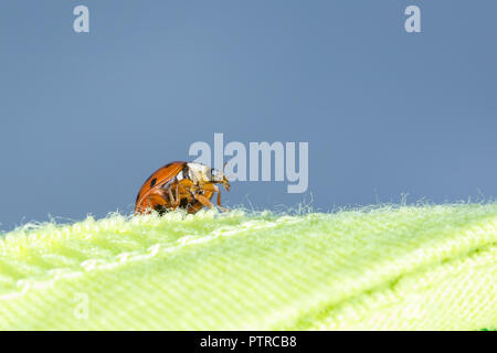 Macro close up of wild UK ladybird ladybug (viewed from underneath) isolated outdoors in garden crawling on close-up green fabric, blue sky background Stock Photo