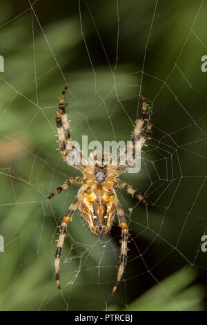 Detailed close-up, macro shot of single British garden spider, isolated in web, eight legs spread symmetrical outdoors in UK garden. Macro photography.
