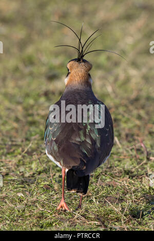 Rear view close up of wild UK northern lapwing, green plover bird (Vanellus vanellus) isolated on grass in sunshine. UK lapwings. Stock Photo
