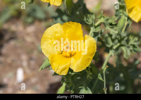 Yellow horned poppy or Glaucium flavum Crantz . Stock Photo