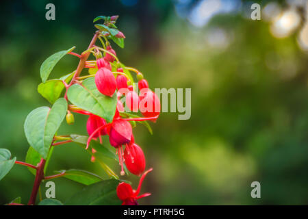 Pink Fuchsia magellanica flowers on green tree background. It's also known as the hummingbird fuchsia, hardy fuchsia, lady's eardrops, angel earrings  Stock Photo