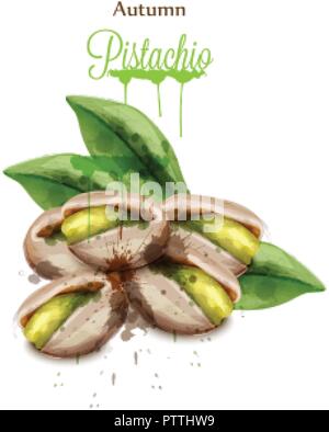 Pistachio watercolor Vector isolated on white. Painted style illustration Stock Vector