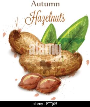 Peanuts Vector watercolor isolated on white. Painted style illustration Stock Vector