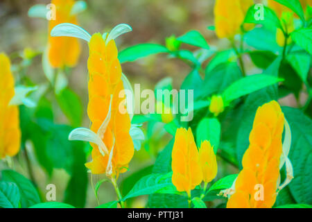 Beautiful yellow lollipop (Pachystachys lutea) flowers with green leaves background. Pachystachys lutea, known by the common names lollipop plant and  Stock Photo