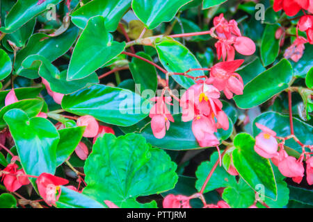 Pink scarlet begonia (Begonia coccinea) flower bush with green glossy background. Begonia coccinea is a plant in the begonia family, Begoniaceae.  It  Stock Photo