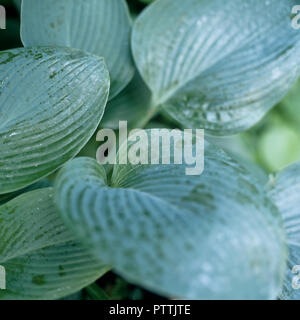 ‌Hosta leaves in Kensington Garden Stock Photo