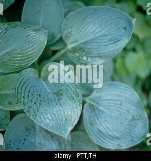 Hosta leaves‌ in Kensington Garden Stock Photo
