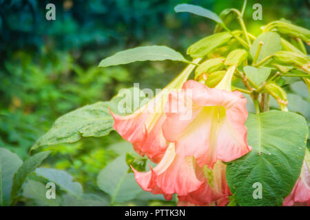 Pink angel's trumpet flowers (Brugmansia suaveolens) on tree. Brugmansia suaveolens also known as angel trumpet, or angel's tears, is a South American Stock Photo