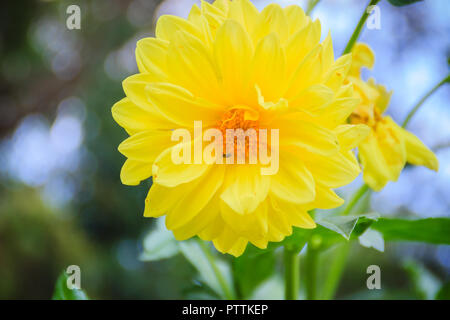 Yellow dahlia hybrid flower full blooming in the garden. Dahlia is a genus of bushy, tuberous, herbaceous perennial plants native to Mexico. Stock Photo