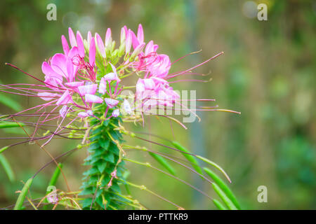 Pink Cleome hassleriana flower in the garden. Species of Cleome are commonly known as spider flowers, spider plants, spider weeds, or bee plants. Stock Photo