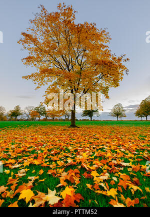 Sugar Maple in Autumn Stock Photo