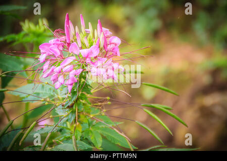 Pink Cleome hassleriana flower in the garden. Species of Cleome are commonly known as spider flowers, spider plants, spider weeds, or bee plants. Stock Photo