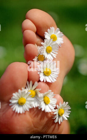 Woman's feet with daisies between her toes Stock Photo