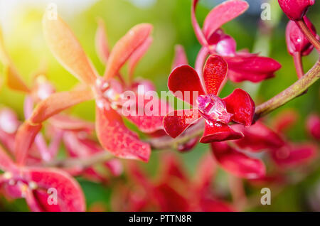 Close-up of red flowers and sunlight is a beautiful nature of Renanopsis Lena Rowold or Rhynchostylis Orchid on the branch of tree Stock Photo