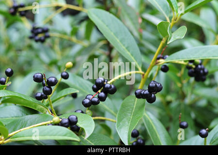 close-up of black berries in a hedge of prunus laurocerasus, the cherry laurel Stock Photo