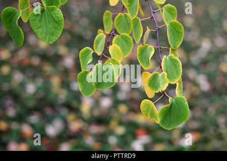 green leaves with yellow edges of a male katsura tree in autumn Stock Photo