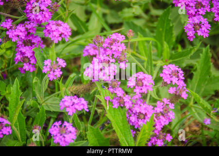 Beautiful purple flower of Verbena rigida, known as slender vervain or tuberous vervain, is a flowering herbaceous perennial plant in the family Verbe Stock Photo