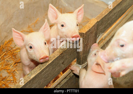 Flap eared loppy piglets in pen at farm Stock Photo