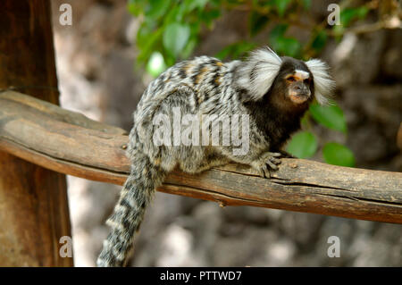 White Ear Marmoset Latin name Callithrix jacchus Stock Photo