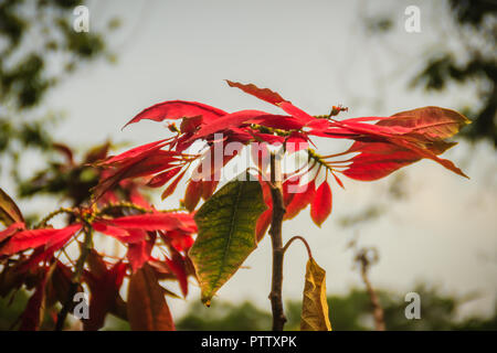 Beautiful red poinsettia flower (Euphorbia pulcherrima), also known as Christmas Star, a commercially important plant species of the diverse spurge fa Stock Photo