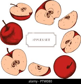 Vector collection of hand drawn apples highly detailed Stock Vector