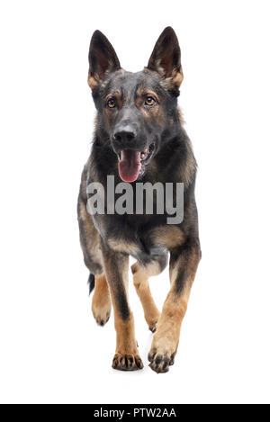 Studio shot of an adorable German shepherd walking on white background. Stock Photo