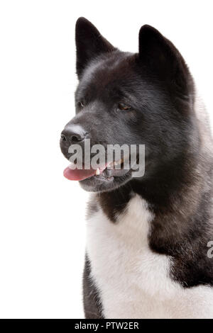 Portrait of an adorable american Akita - isolated on white background. Stock Photo