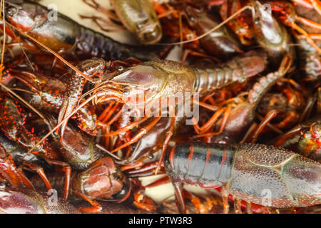 Live crawfish or crayfish or crawdad in a pile ready to be cooked at a crawfish boil Stock Photo