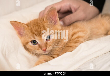 Cute ginger kitten and human hand. Domestic cat eight weeks old. Felis silvestris catus. Caress of small tabby kitty. White fluffy bed. Sweet tiny pet. Stock Photo
