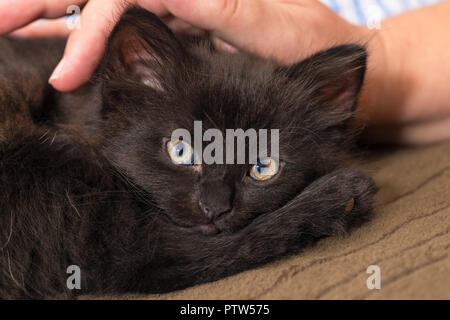 Cuddly black kitten and human hand. Domestic cat eight weeks old. Felis silvestris catus. Caress of tiny innocent kitty lying in bed on brown blanket. Stock Photo