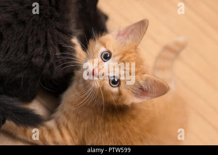 Sweet ginger and black kitty. Domestic cats 8 weeks old. Felis silvestris catus. Two tiny kittens playing on wooden floor. Curious tabby kitty. Pets. Stock Photo
