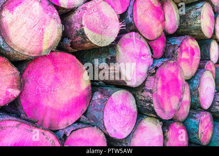 Tree trunks painted a pink color in section. Woodpile close-up. Background of raw wooden logs with bark and magenta stains. Wood stockpile texture. Stock Photo