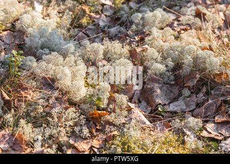 The reindeer lichen or cervine a moss belongs to group of lichens, to a sort a Cladonia. Stock Photo