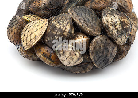 fresh clams group on white background Stock Photo