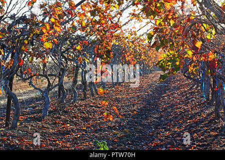 Vineyard in fall colors Stock Photo