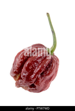 trinidad moruga scorpion chocolate extremely hot peppers variety Stock Photo