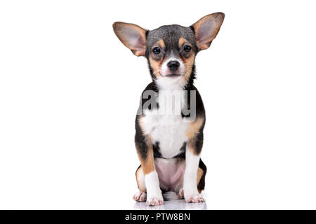 Studio shot of an adorable Chihuahua sitting on white background. Stock Photo