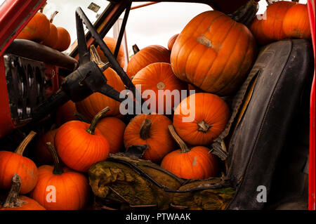 Pumpkin Patch with pumkins in front seat of truck Stock Photo