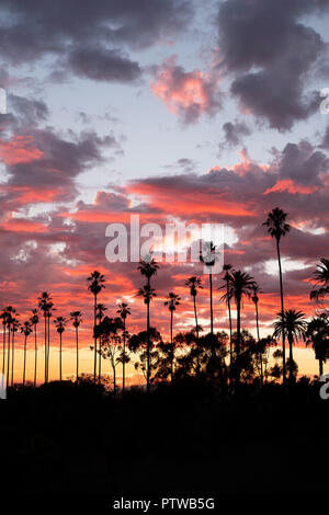 Sunset over palm trees in Elysian Park Los Angeles Stock Photo