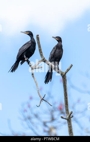 Pacaya Samiria Reserve, Peru, South America. Neotropic Cormorants sitting on a dead tree. Stock Photo