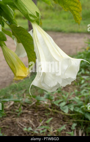 Puerto Miguel, Peru, South America.  Angel's Trumpet or Tree Datura (Brugmansia arborea), a perennial bush that grows up to 16 feet tall Stock Photo